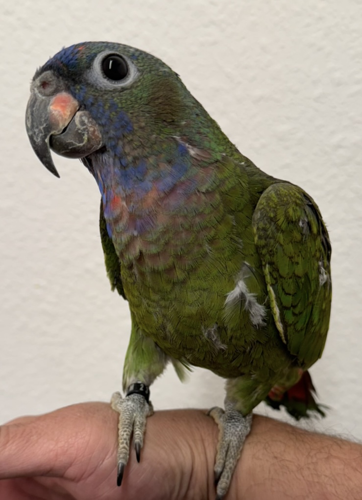 Pionus - Blue Headed