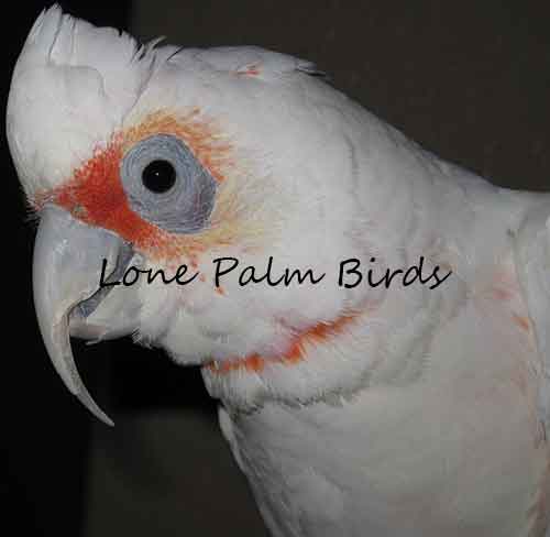 Rare and hard to find Slenderbill Cockatoo babies... Their 2021 breeding season is starting soon. Please contact us for availability of Slenderbill Cockatoos for sale.