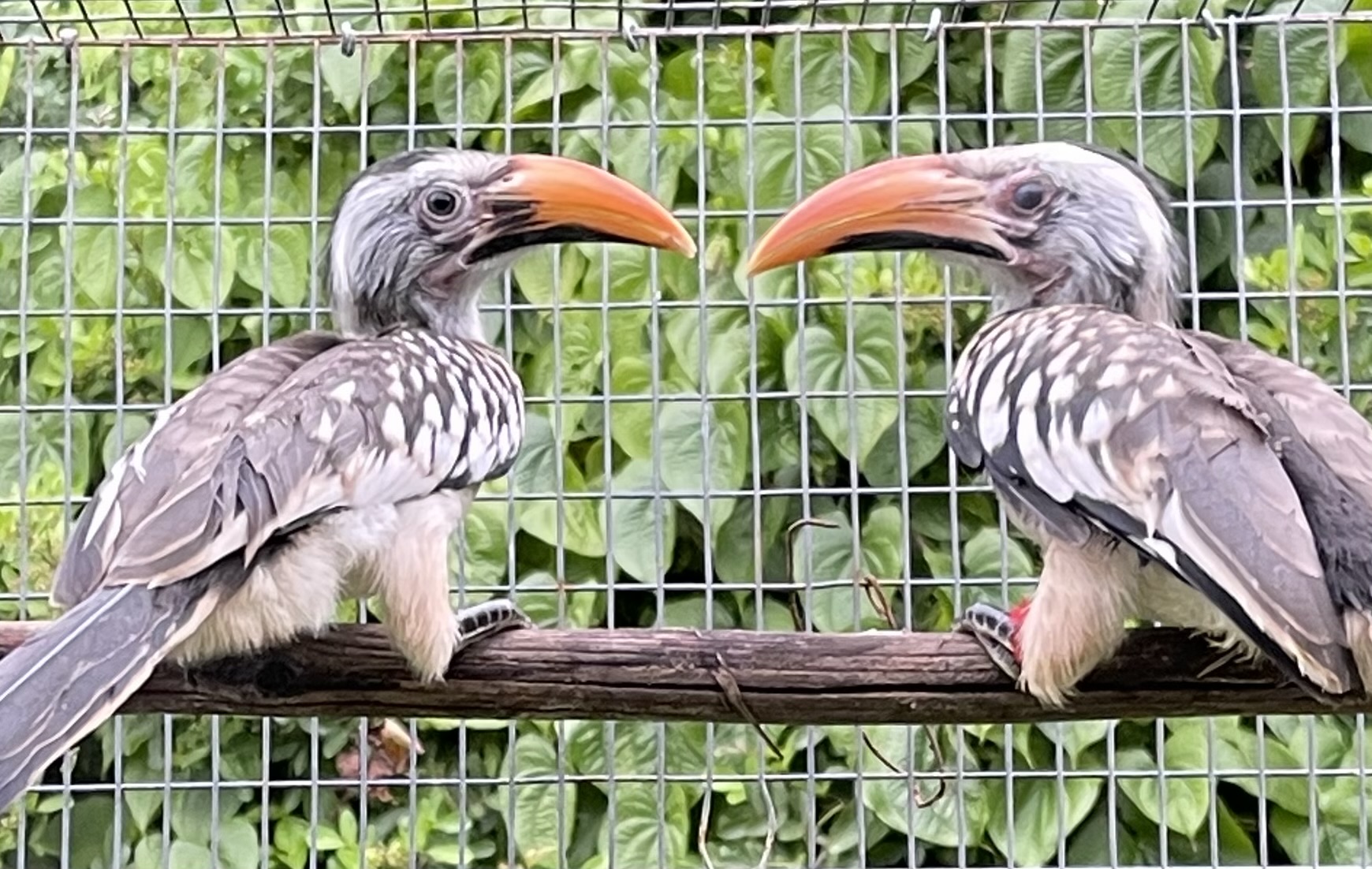 Hornbill - Red Billed