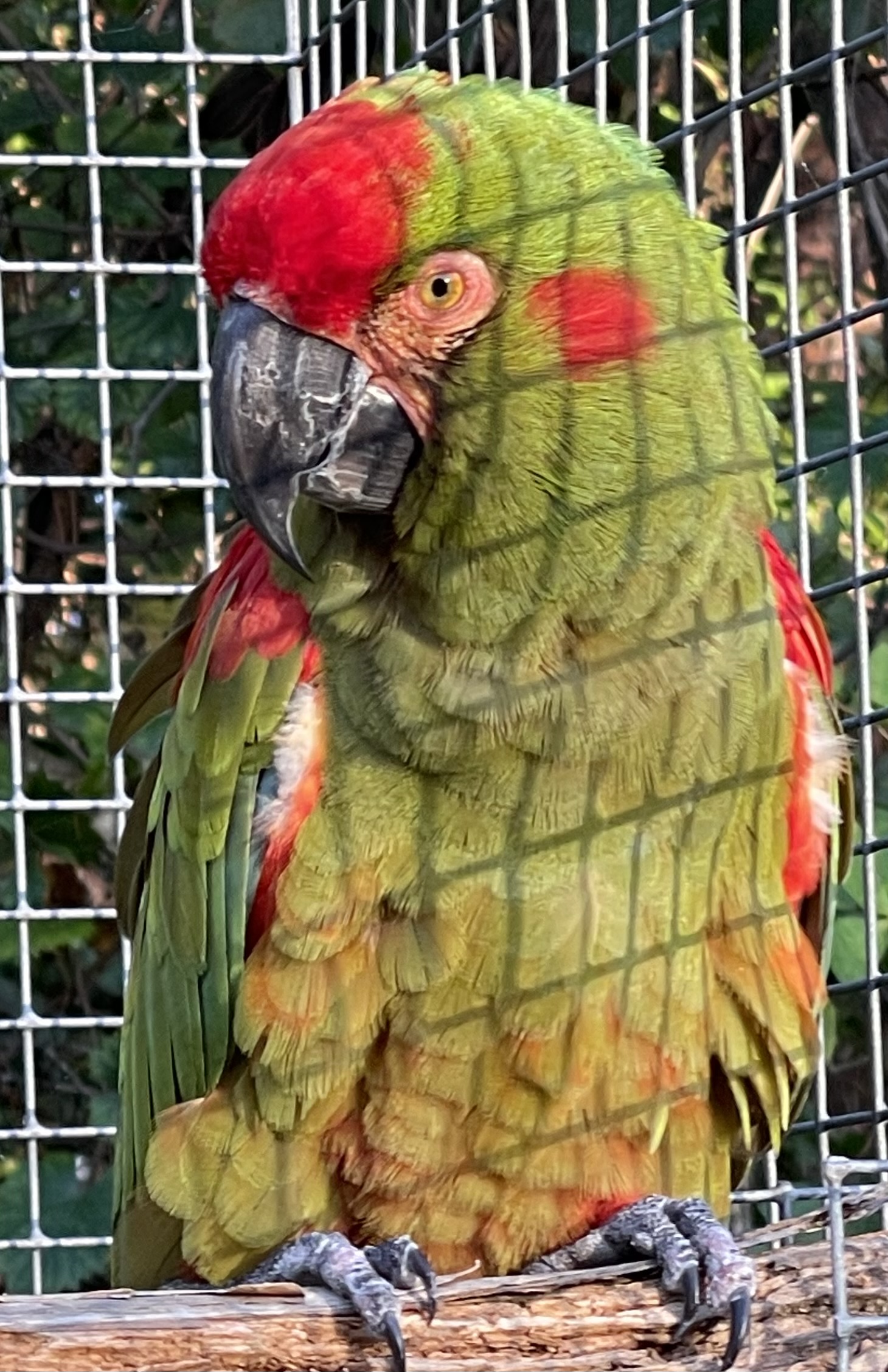 Macaw - Red Fronted