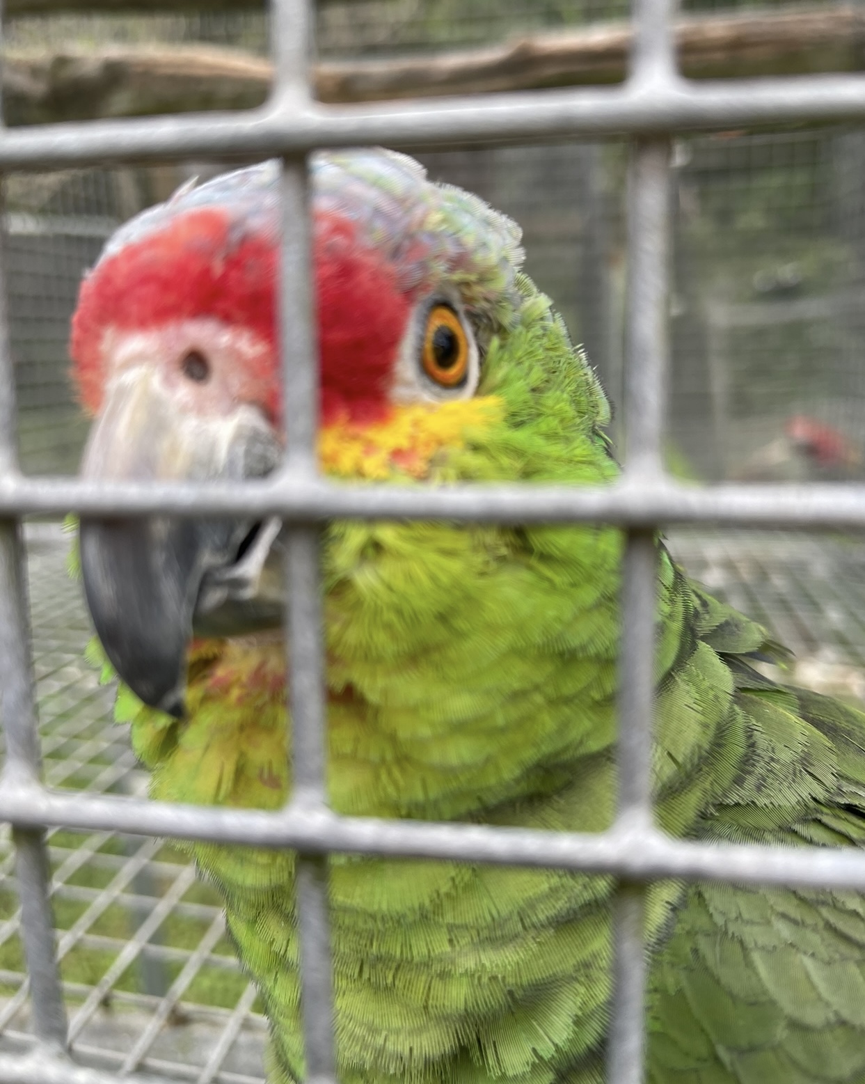 Amazon - Red Lored