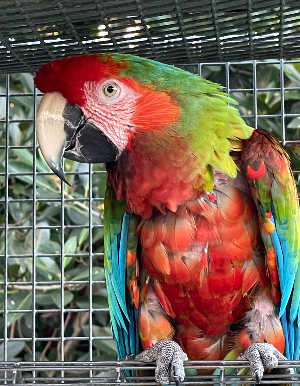 Macaw - Shamrock